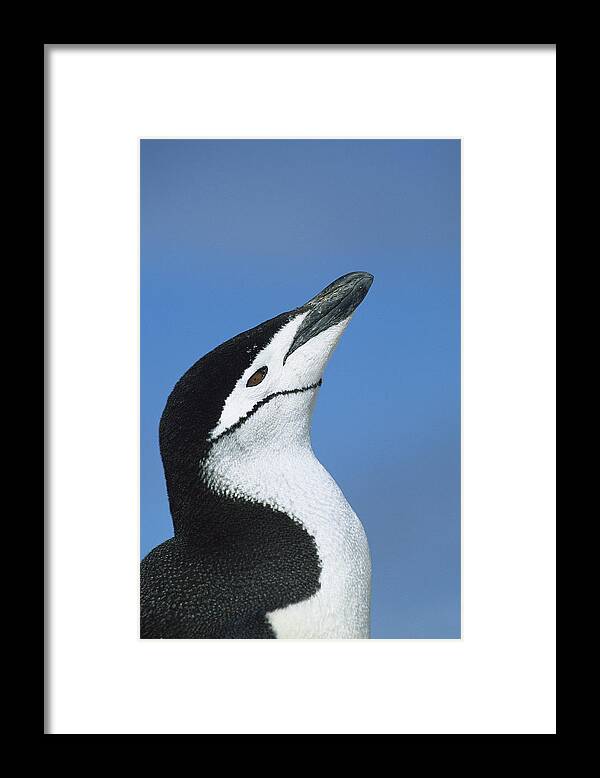 00260245 Framed Print featuring the photograph Chinstrap Penguin Adult Calling by Colin Monteath