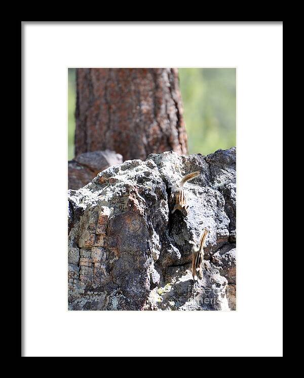 Chipmunk Framed Print featuring the photograph Chip n' Dale by Dorrene BrownButterfield