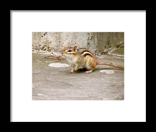 Chipmunk Framed Print featuring the photograph Chipmunk Scurry by Azthet Photography