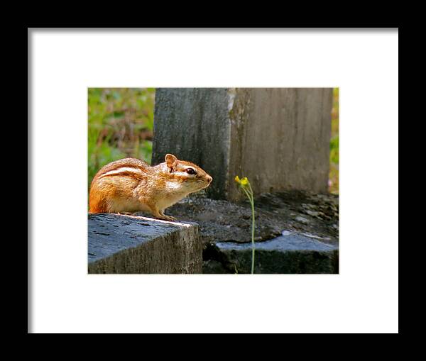 Chipmunk Framed Print featuring the photograph Chipmunk with Flower by Azthet Photography