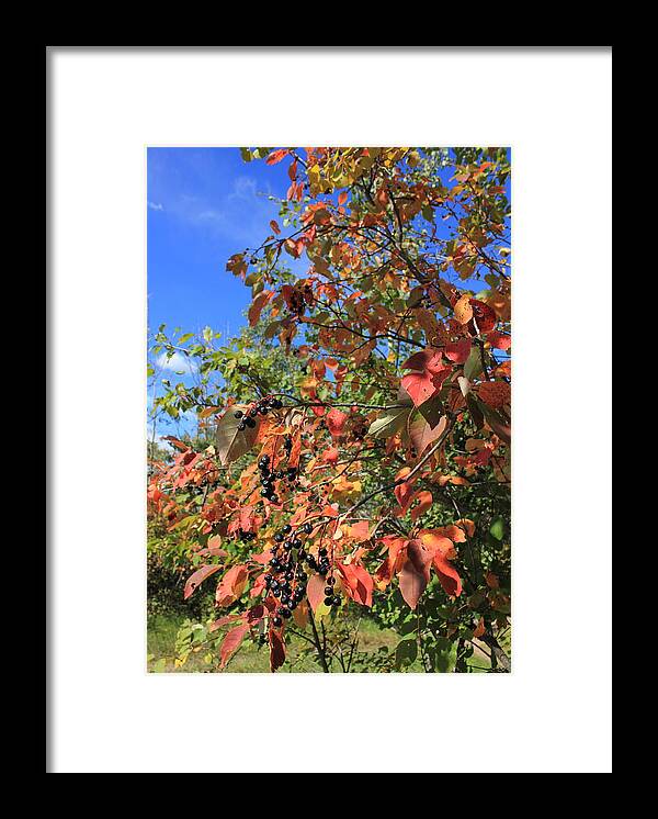 Berries Framed Print featuring the photograph Chokecherry Tree by Jim Sauchyn