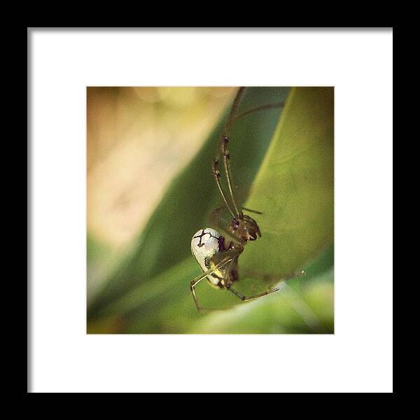 Christian Framed Print featuring the photograph #christian #spider #cross On His by Charles H