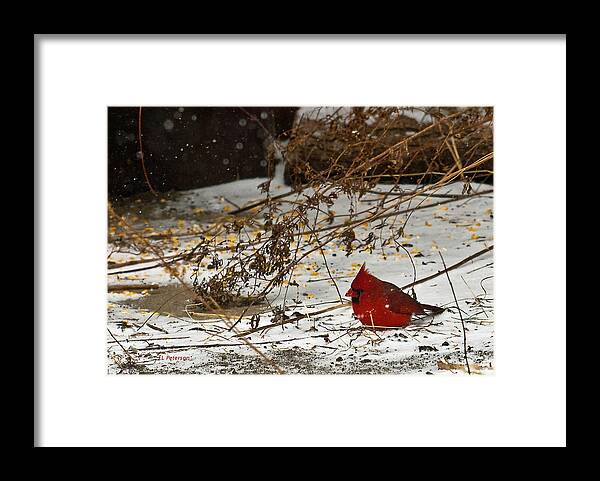 Northern Cardinal Framed Print featuring the photograph Christmas CardinalThe by Ed Peterson