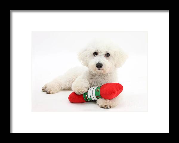 Animal Framed Print featuring the photograph Christmas Dog by Mark Taylor