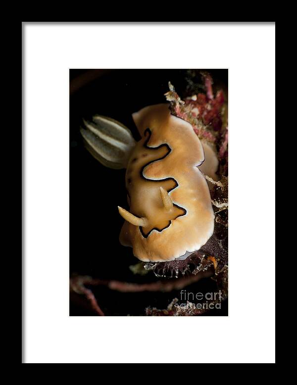 Malaysia Framed Print featuring the photograph Chromodoris Coi Sea Slug Nudibranch by Mathieu Meur