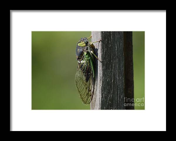 Insects Framed Print featuring the photograph Cicada by Randy Bodkins
