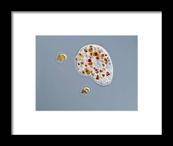 Colpoda Sp Framed Print featuring the photograph Ciliate Protozoan, Light Micrograph by Gerd Guenther