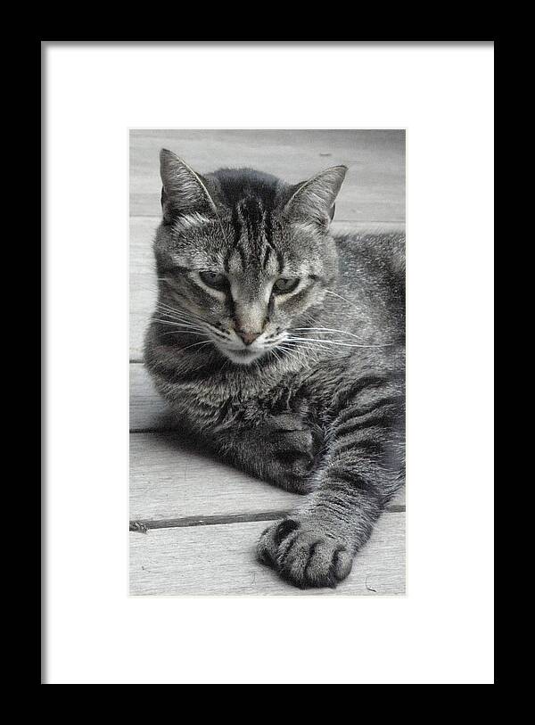 Cat Framed Print featuring the photograph Cisco And His Big Feet by Kim Galluzzo Wozniak