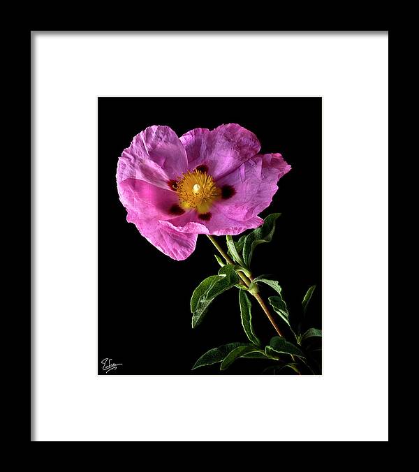 Flower Framed Print featuring the photograph Cistus by Endre Balogh