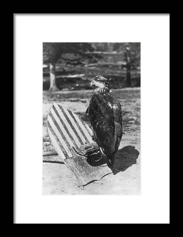 1860s Framed Print featuring the photograph Civil War: Eagle Mascot by Granger