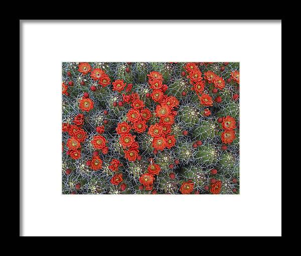 Mp Framed Print featuring the photograph Claret Cup Cactus Echinocereus by Tim Fitzharris