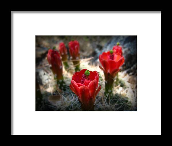 Claret Cup Cactus Framed Print featuring the photograph Claret Cup Wildflowers by Aaron Burrows