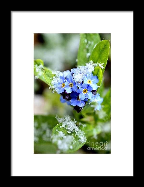 Wood Forget-me-not Framed Print featuring the photograph Clash of Seasons Snow on Forget Me Not by Thomas R Fletcher