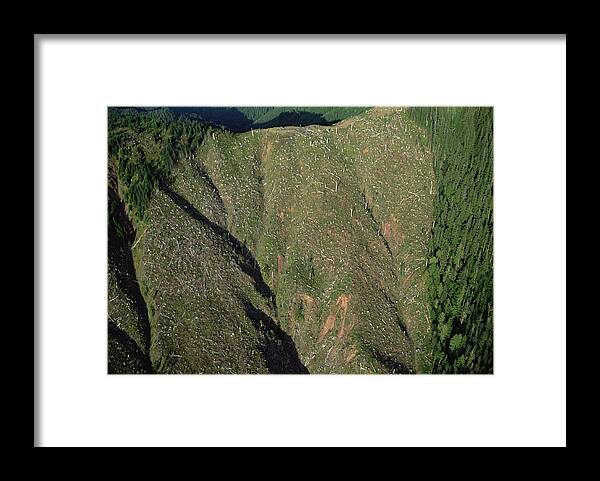 Mp Framed Print featuring the photograph Clear Cutting, Olympic National Park by Mark Moffett