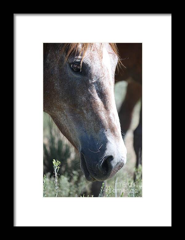 Horses Framed Print featuring the photograph Close Up Beauty - Monero Mustangs Sanctuary by Veronica Batterson