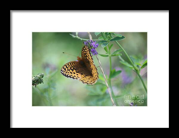 Scenery Framed Print featuring the photograph Close-Up Butterfly by Mary Mikawoz
