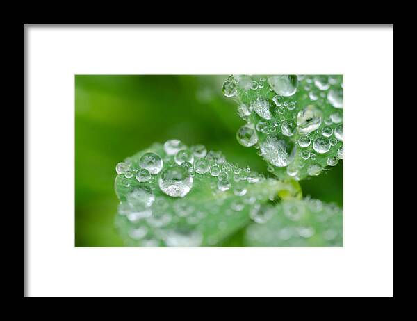 Raindrops Framed Print featuring the photograph Close Up Clover by Margaret Pitcher