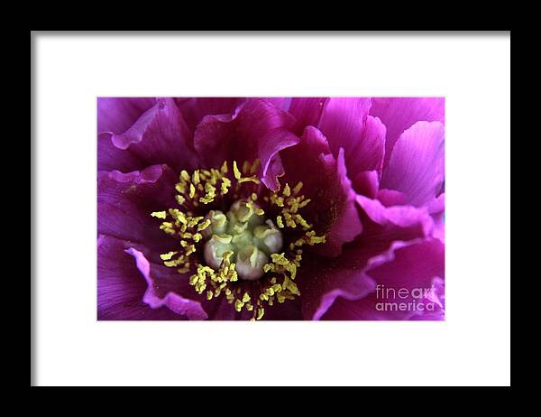 Purple Tree Peony Framed Print featuring the photograph Close up for purple tree peony by Yumi Johnson