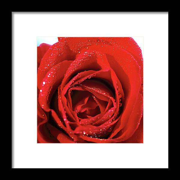 Square Framed Print featuring the photograph Close-up Of A Red Rose by Stockbyte