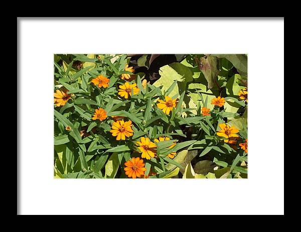 Yellow Daisy Framed Print featuring the photograph Close Up Yellow Daisies by Jayne Kerr 