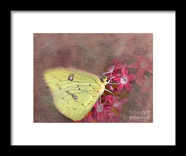 Butterfly Framed Print featuring the photograph Clouded Sulphur Butterfly by Betty LaRue