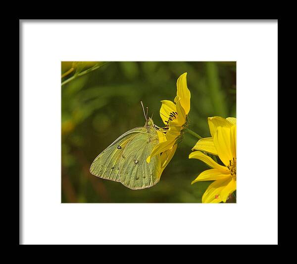 Nature Framed Print featuring the photograph Clouded Sulphur Butterfly DIN099 by Gerry Gantt