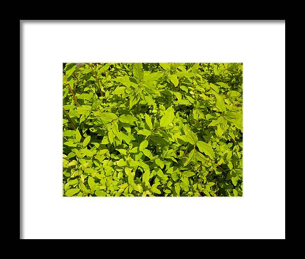 Light Green Framed Print featuring the photograph Clusters Of Leaves by Kim Galluzzo Wozniak
