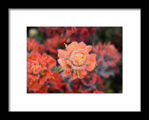 Flowers Framed Print featuring the photograph Coastline Color by Diane Bohna