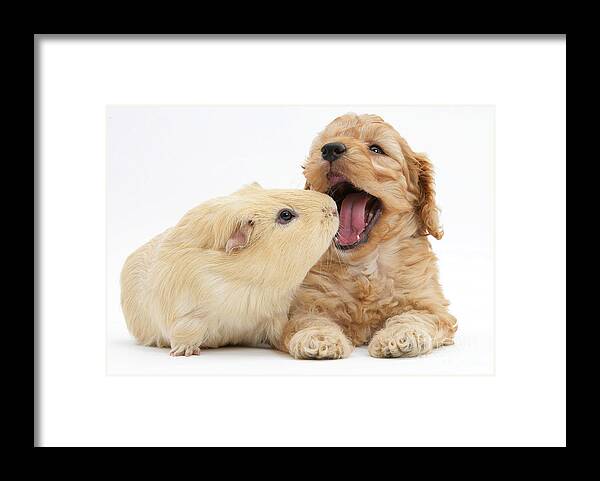 Animal Framed Print featuring the photograph Cockerpoo Puppy And Guinea Pig by Mark Taylor