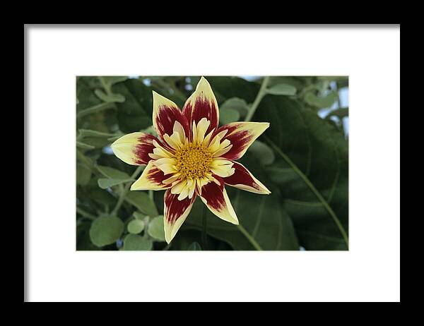 Fashion Monger Framed Print featuring the photograph Collerette Dahlia by Archie Young