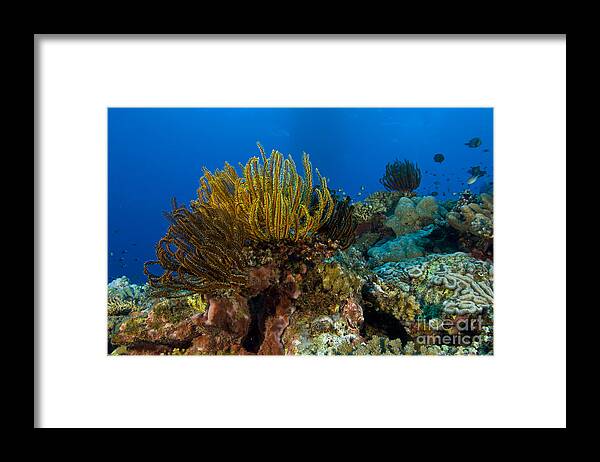 Crinoid Framed Print featuring the photograph Colony Of Crinoids, Papua New Guinea by Steve Jones