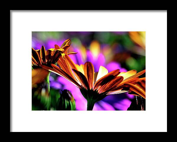 Flowers Framed Print featuring the photograph Color and light by Bill Dodsworth