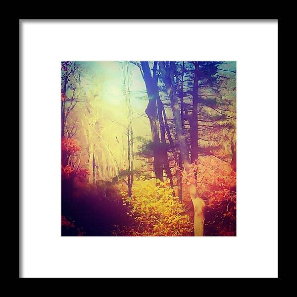 Color Framed Print featuring the photograph Color My Trees~~~ by Lia Kent