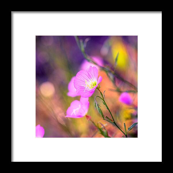 Floral Framed Print featuring the photograph Color Pop by Joel Olives