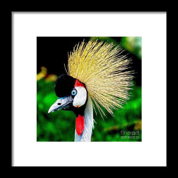 Bird Framed Print featuring the photograph Colorful Bird by Nick Zelinsky Jr