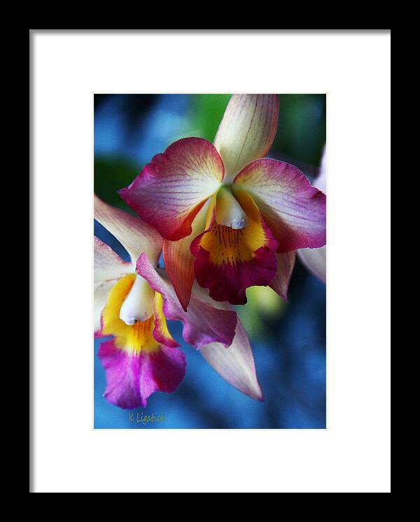 Orchid Framed Print featuring the photograph Colorful Orchids by Kerri Ligatich