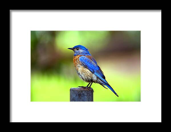 Western Bluebird (sialia Mexicana) Framed Print featuring the photograph Colorful - Western Bluebird by James Ahn