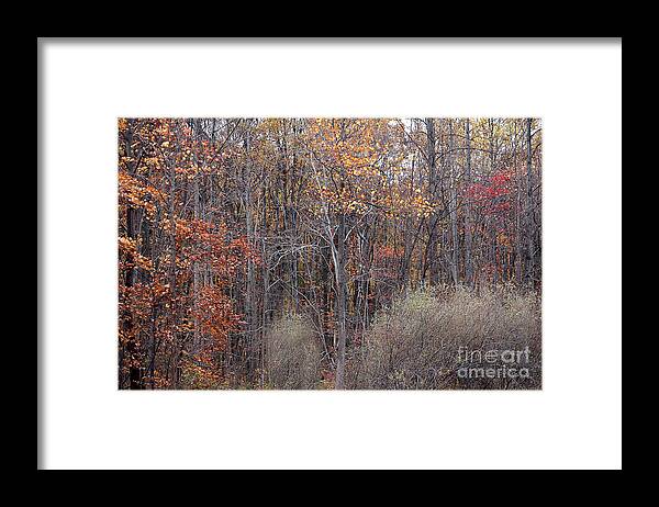 Fall Colors Similar Beautiful Matching Autumn Framed Print featuring the photograph Colors Galore by Vilas Malankar