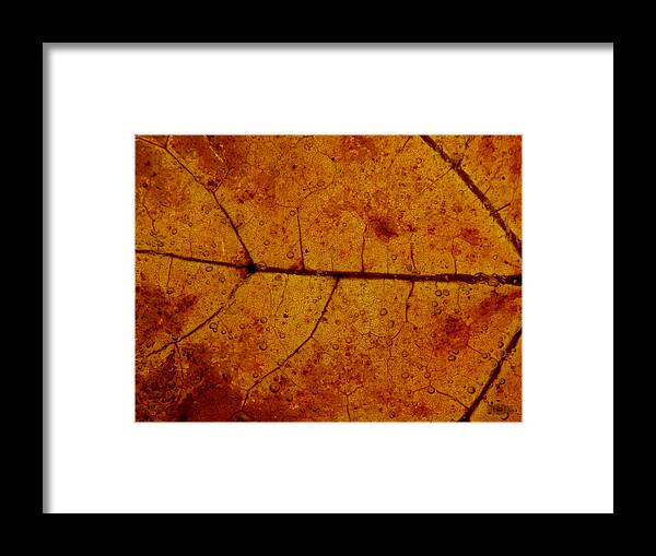 Autumnal Framed Print featuring the photograph Colors of Nature 4 by Sami Tiainen