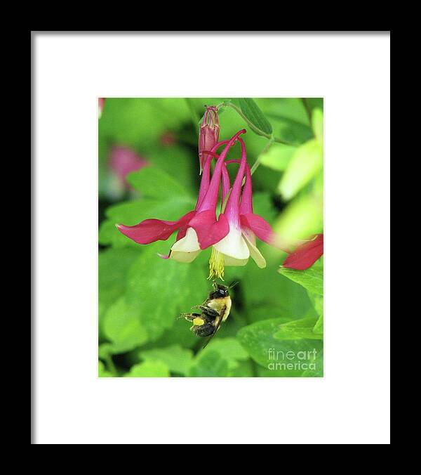 Columbine Framed Print featuring the photograph Columbine and Bee by Michele Penner