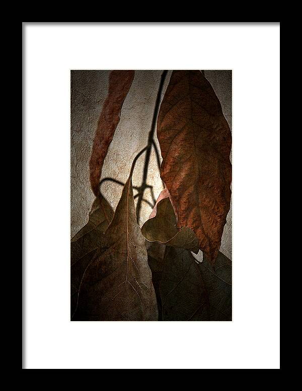 Autumn Framed Print featuring the photograph Comfort by Bonnie Bruno