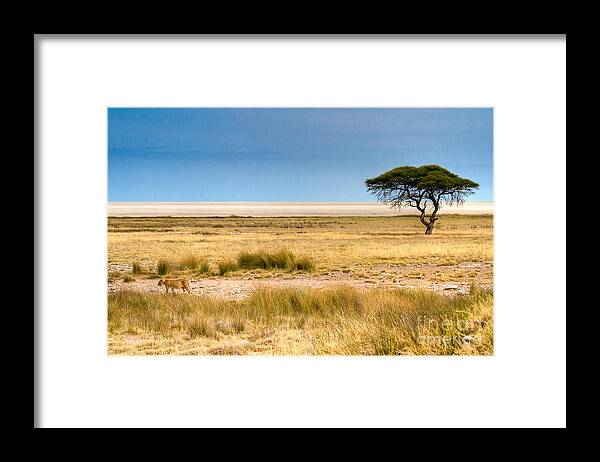 Namibia Framed Print featuring the photograph Coming Home by Juergen Klust