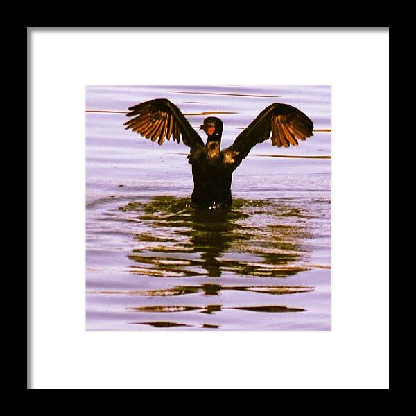 Longisland Framed Print featuring the photograph Commerant #bird #commerant #water by Lisa Thomas