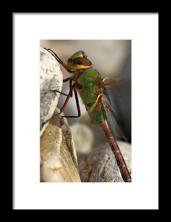 Dragonfly Framed Print featuring the photograph Common Green Darner Dragonfly by Juergen Roth