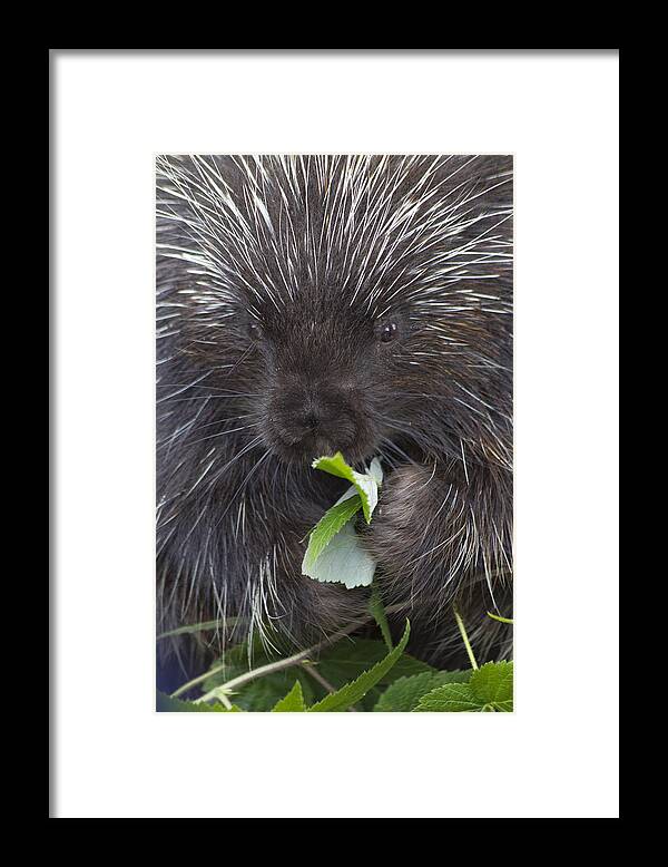 Mp Framed Print featuring the photograph Common Porcupine Erethizon Dorsatum by Matthias Breiter