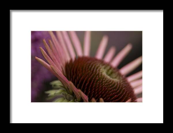 Echinacea Framed Print featuring the photograph Cone flower studies 2012 by Margaret Denny