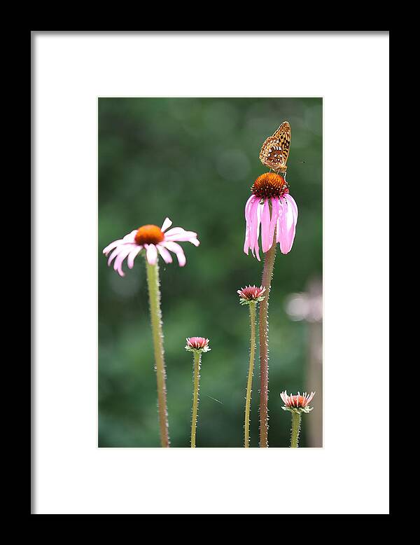 Butterfly Framed Print featuring the photograph Coneflowers And Butterfly by Daniel Reed