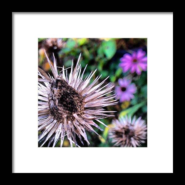 Beautiful Framed Print featuring the photograph Coneflowers, Past And Present. Food by Carla From Central Va Usa