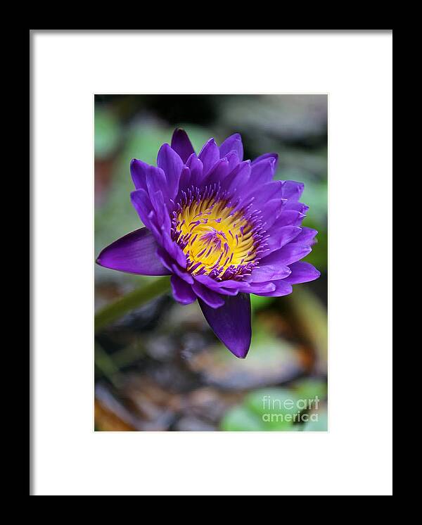 Lily Framed Print featuring the photograph Confident Purple Water Lily by Sabrina L Ryan