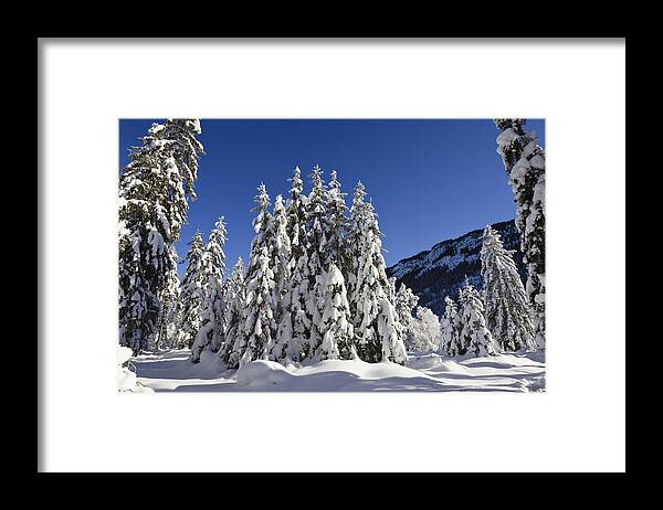 Mp Framed Print featuring the photograph Coniferous Forest In Winter by Konrad Wothe